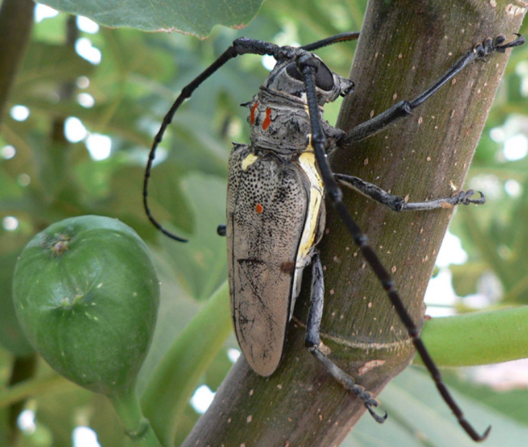 How to Get Rid of Fig Tree Pests